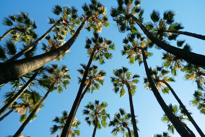 Tropical 2459106 1280