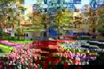 Amsterdam Keukenhof Visist Keukenhof