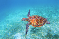 Sea Turtle Istock